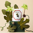 Load image into Gallery viewer, Bougie Figuier CARRIÈRE FRÈRES - Parfumerie du Soleil d'Or
