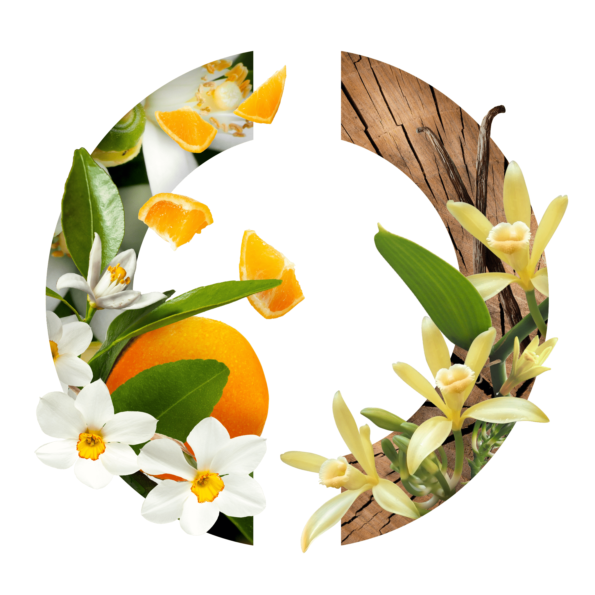 Narcisse Blanc CARON - Parfumerie du Soleil d'Or