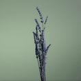Load image into Gallery viewer, Pour Un Homme de CARON CARON - Parfumerie du Soleil d'Or