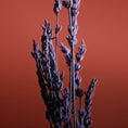 Load image into Gallery viewer, Pour Un Homme de CARON Le Soir CARON - Parfumerie du Soleil d'Or