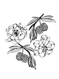Load image into Gallery viewer, Orencie - Hair Perfume
