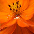 Load image into Gallery viewer, Le Nude Astera LE ROUGE FRANÇAIS - Parfumerie du Soleil d'Or
