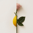 Load image into Gallery viewer, ROSA LIMONE NEW NOTES - Parfumerie du Soleil d'Or
