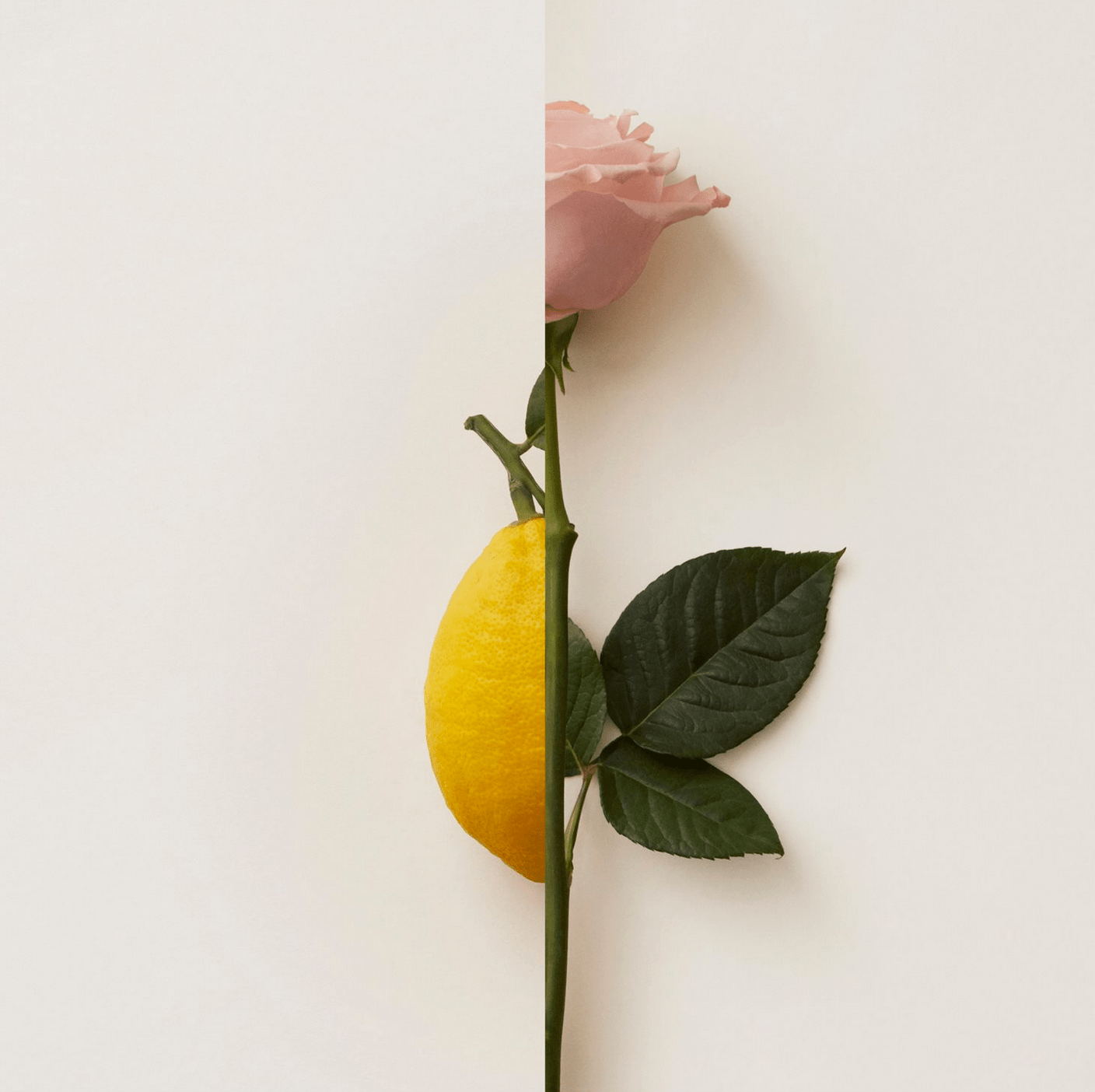 ROSA LIMONE NEW NOTES - Parfumerie du Soleil d'Or