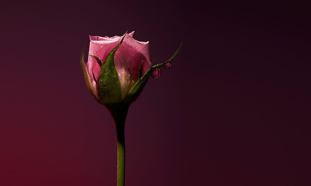 Rose Shot OLFACTIVE STUDIO - Parfumerie du Soleil d'Or